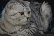 Шотландский вислоухий кот окраса Вискас приглашает подругу в гости