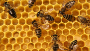 деревянные или пластиковые рабочие ульи и корпуса. перезимовавших пчёл